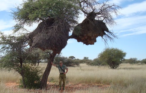 Christiaan keeping a Camel thorn tree upright Kalahari Camel thorn tree Namibia