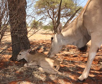Our tame Eland female with her firstborn calf Eland calf