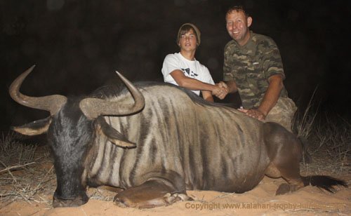 Blue Wildebeest Hunting, Namibia