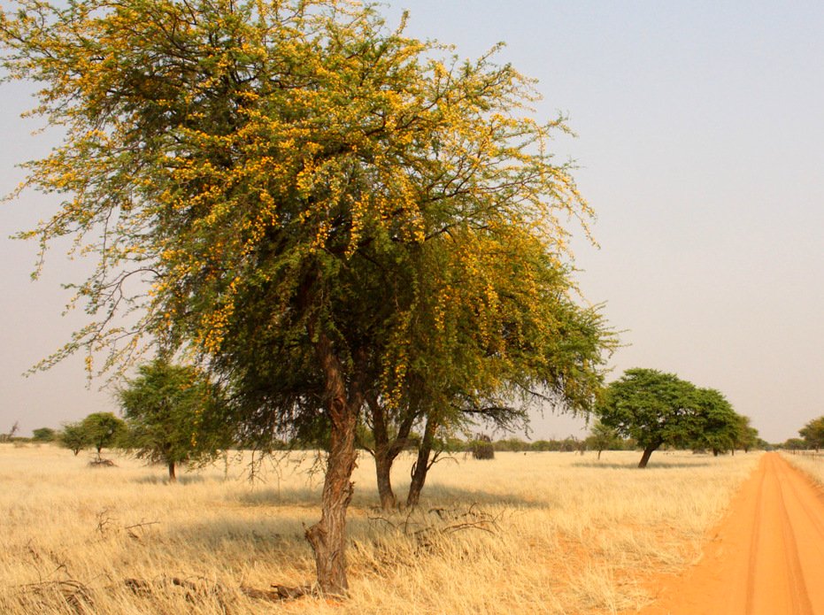 Kalahari springtime