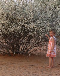Black thorn bushes with lots of flowers kalahari spring