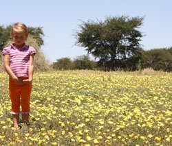 Kalahari flowers