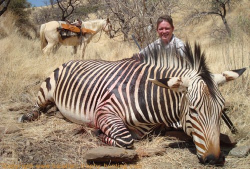 Zebra Hunt Namibia