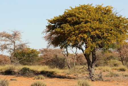 Acacia tree in the Kalahari, Spring 2009 kalahari spring