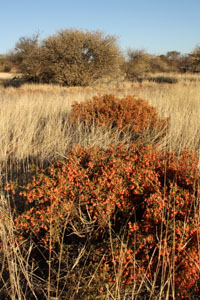 Flowers of the Kalahari, Spring 2009 kalahari spring