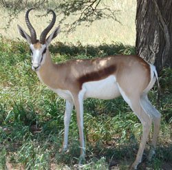 Kalahari Springbok hiding in the shade Kalahari Springbok Hunt Namibia