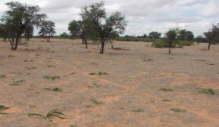 Kalahari Veld March '09