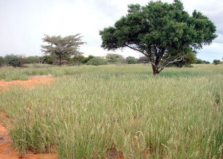 Kalahari Veld March '09