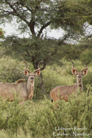 Kalahari Kudu Hunting
