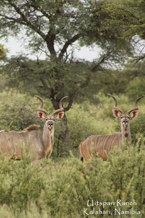 Kudus in a green Kalahari Kalahari Kudu Hunting