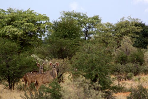 Young Kudu bulls in the Kalahari, Summer 2009 kalahari kudu hunts
