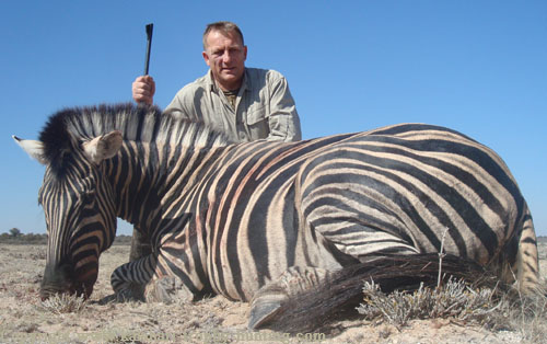 Burchell's Zebra Hunt Namibia
