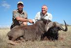 Black Wildebeest Hunt Namibia