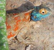 Ground agama male in breedings season Kalahari wallpaper Namibia