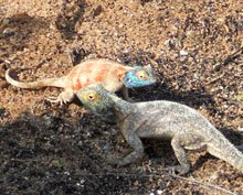 Ground agama male and female in breeding season Kalahari wallpaper Namibia