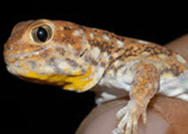 Barking Gecko, Kalahari