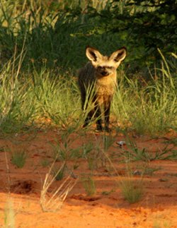 Kalahari Hunting, Namibia