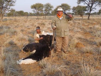 Namibian Male Ostrich