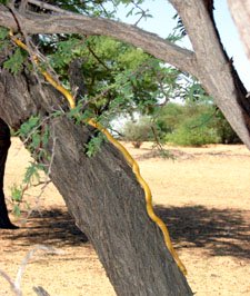 Cape Cobra in tree