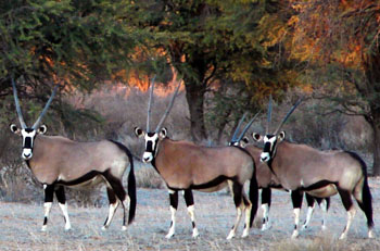 Africa Gemsbok Hunting