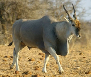 Eland Namibia