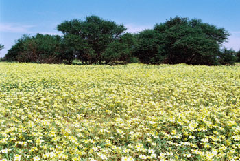 Kalahari climate