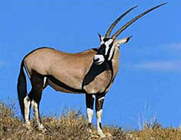 gemsbok antelope,kalahari gemsbok,gemsbok hunts,oryx,Namibia gemsbok