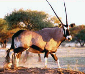 gemsbok antelope,kalahari gemsbok,gemsbok hunts