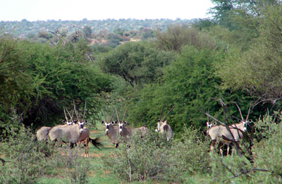 Gemsbok Antelope,Oryx Namibia