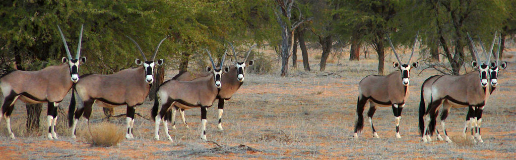 Gemsbok Hunting Namibia