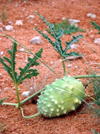 Gemsbokkomkommer, Gemsbok cucumber