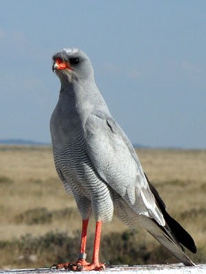 Pale Chanting Goshawk in Namibia