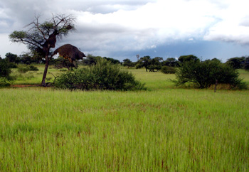 kalahari climate