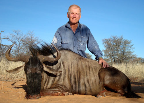 Blue Gnu hunt in the Kalahari of Namibia