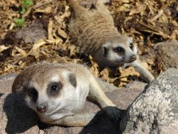 Meerkats on their tummies Kalahari meerkats