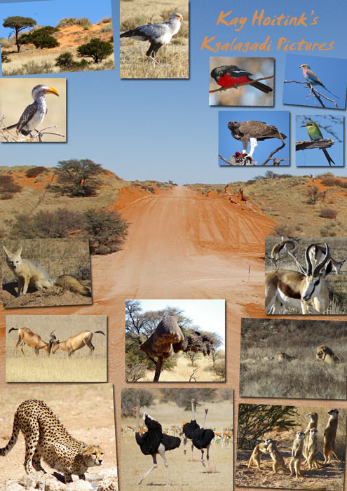 Kay Hoitink's Kgalagadi Pictures Kalahari, Namibia