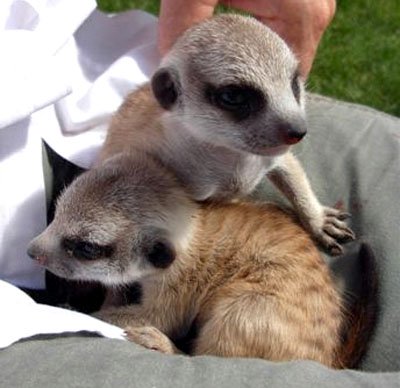 Baby Meerkats