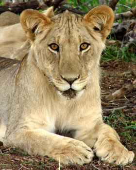 Young Kgalagadi Lion