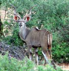 Greater Souther Kudu
