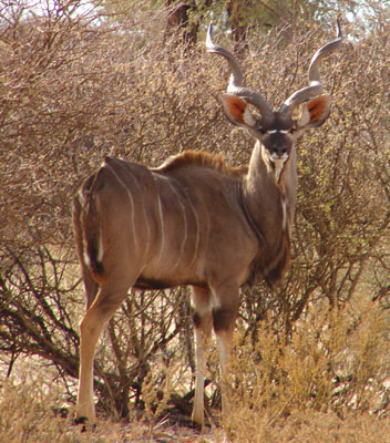 Kudu Hunting Namibia