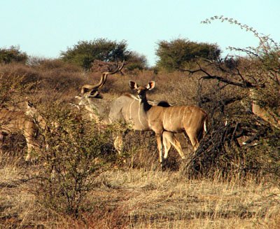 Kudu Hunting Namibia