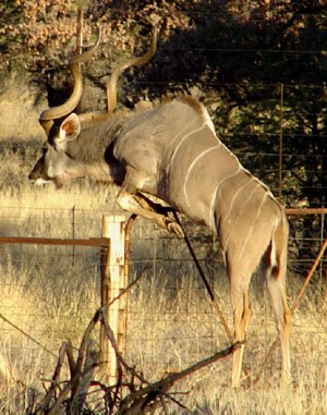 Greater Kudu, Namibia