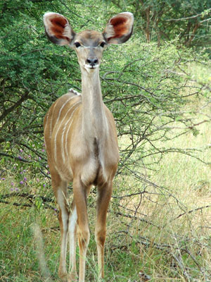 Kudu Hunting Namibia