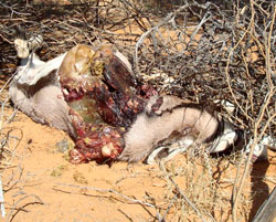 Gemsbok killed by Leopard