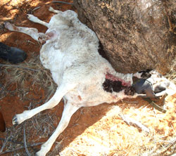 Sheep killed by Leopard