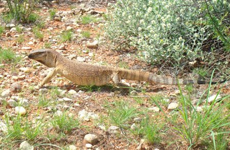 Rock or White-throated Monitor