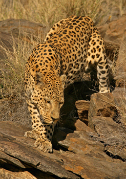 Kalahari Animals