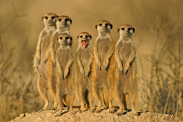 Kalahari Meerkats