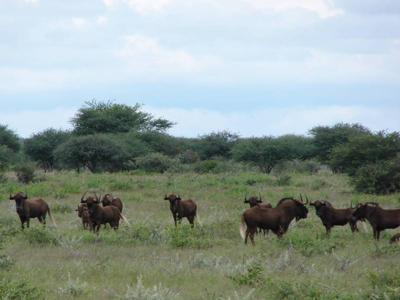 Black Wildebeest