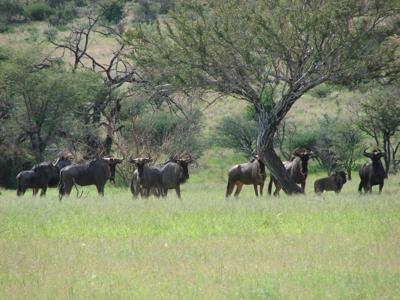 Wary but wise old fools of the veld